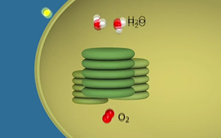 Photosynthesis I