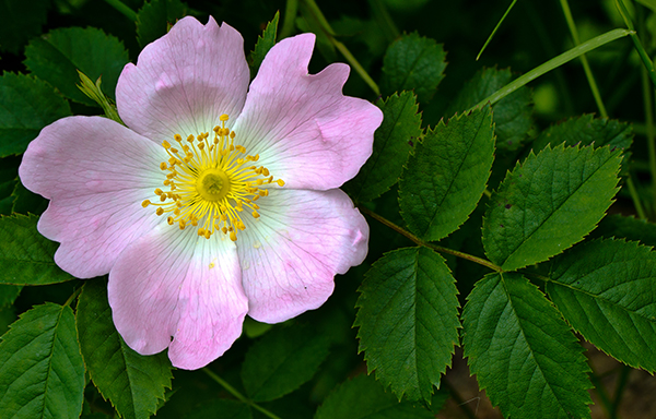 Rosa canina