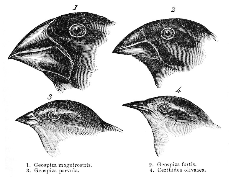 Charles Darwin III
