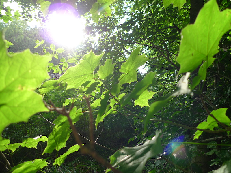 Photosynthesis I