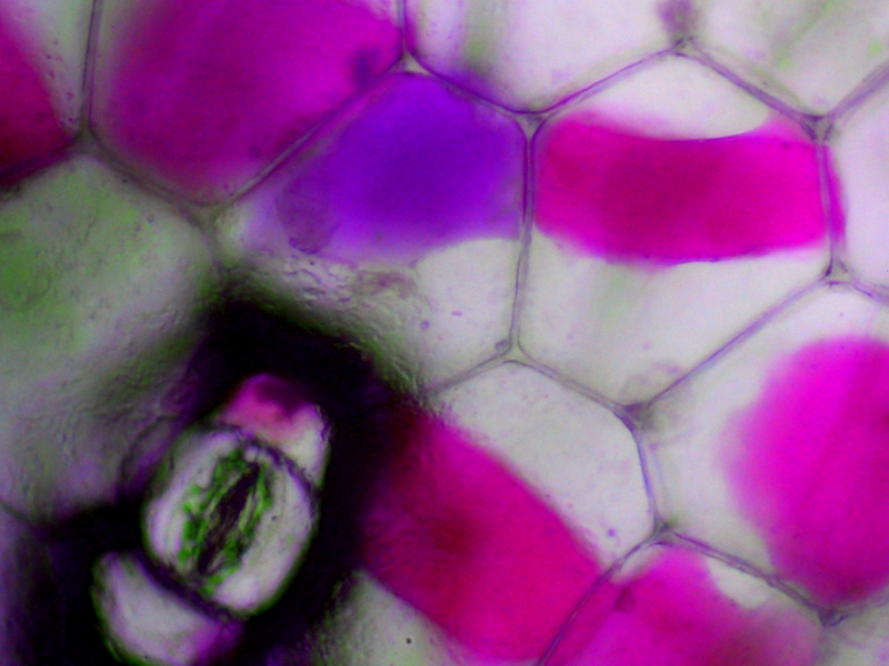 Membranes I