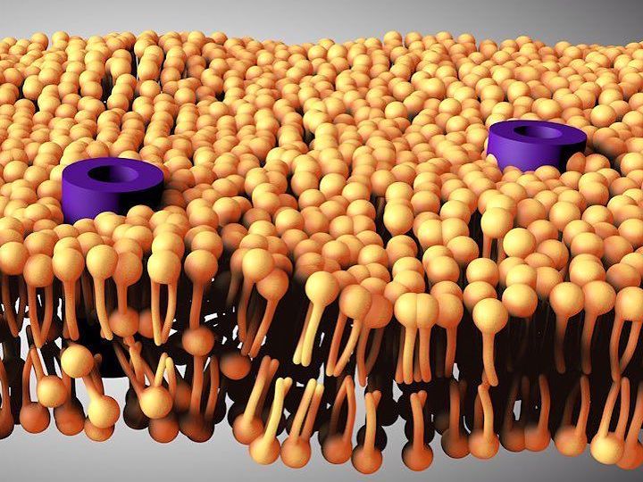 Membranes II