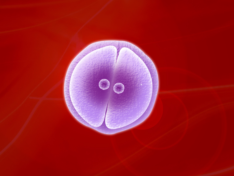Cell Division II