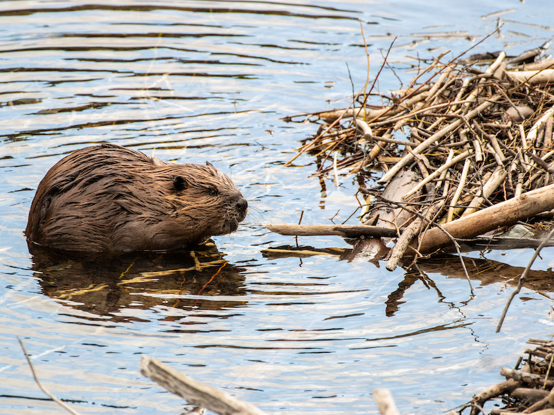 Animal Ecology