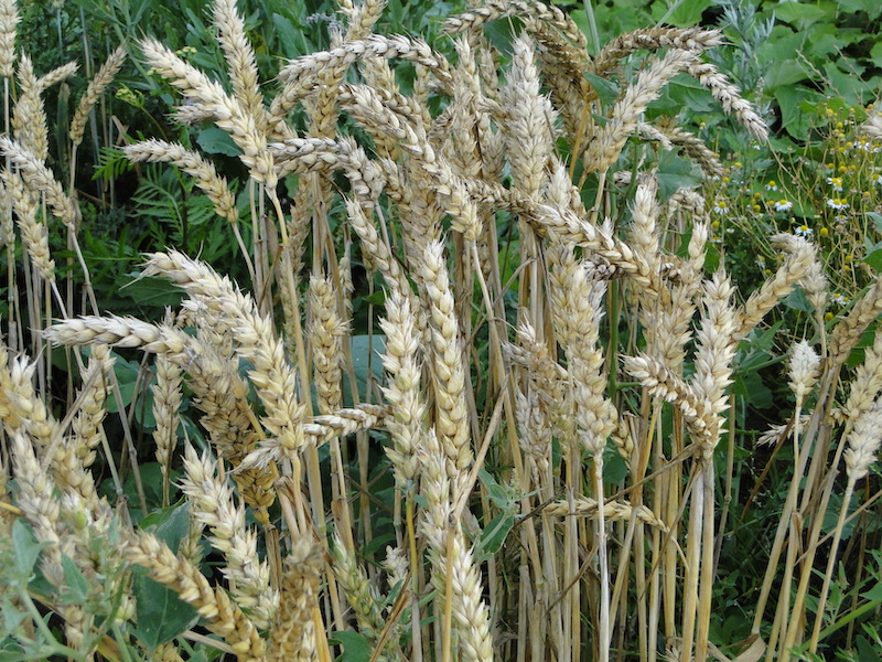 Carbohydrates