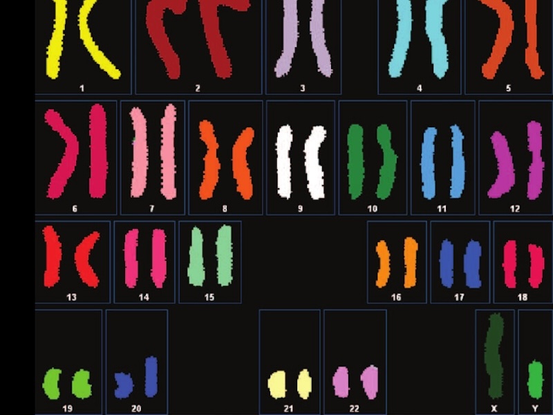 Ploidy and Meiosis