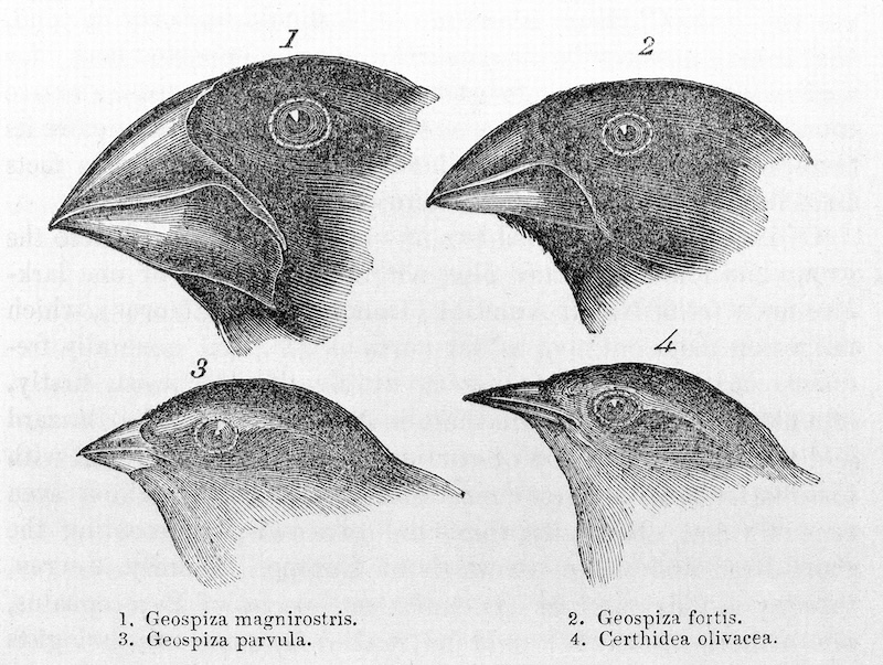 Figure 2: The beaks of four species of Galapagos finches, from Darwin's Journal of Researches, 1839. Darwin found that the beaks of finches on islands throughout the Galapagos were specialized to optimize the diet available to them. Thus, finches on islands where large, hard-shelled nuts were prevalent developed robust beaks (top row), and finches on islands where insects or flowers were available developed delicate, pointy beaks (bottom row). 