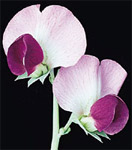 Figure 3: Pea flowers.