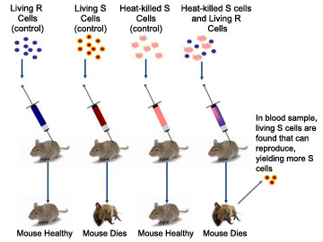 Figure 3: Illustration of F. Griffith's discovery of transformation in S. pneumoniae using mice.