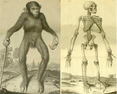 Figure 2: Edward Tyson's drawing of the external appearance of a "pygmie" (left) and the animal's skeleton (right) from The Anatomy of a Pygmie Compared with that of a Monkey, an Ape, and a Man from the second edition, London, printed for T. Osborne, 1751.