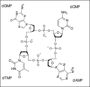 Figure 1: Phoebus Levene incorrectly hypothesized that DNA was made of circular "tetranucleotides."