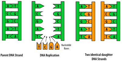 Figure 9: Schematic of DNA replication method proposed by Watson and Crick.  In this model, the two strands of the original DNA molecule are first pried apart.  Then, complimentary nucleotides (A with T, G with C, etc.) are added opposite of both of the original strands.  The result is two DNA molecules, both identical to the original strand (and thus to each other), and both with one old strand and one new strand.

