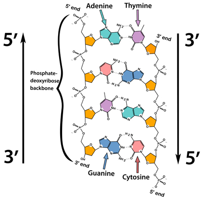 Figure 8: Antiparallel nature of the DNA double helix.   Notice how the sugar-phosphate backbone is on the outside of the "ladder" while the bases point inward.  Notice also how the orientation of the two strands is "antiparallel" and thus look upside down compared to each other.  This is most easily seen by looking at the pentose sugars (orange).