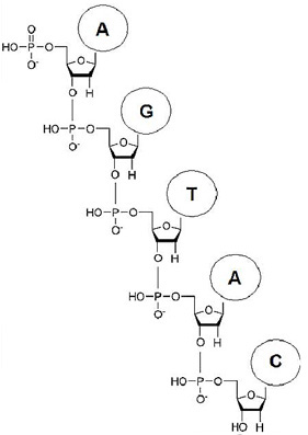 Figure 5: A chain of nucleotides.  As shown in this linear drawing, the sugar and phosphate groups connect in a long chain. This is referred to as the "sugar-phosphate backbone," while the nitrogen bases are attached to the backbone.