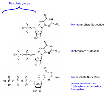 Figure 2: Only nucleotide tri-phosphates can be used for DNA synthesis. Although nucleotides can exist with one, two, or three phosphates attached to the 5' carbon of the pentose sugar, Kornberg found that only triphosphate nucleotide can be used as building blocks for DNA synthesis. Later work demonstrated that the reason for this requirement is that the breaking of the high-energy covalent bond between the phosphates provides the energy for forming the covalent bonds between adjacent nucleotides of DNA.