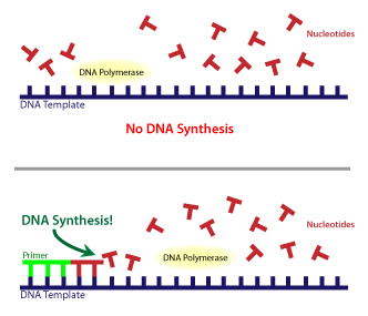 Figure 5: DNA polymerase requires a primer. DNA polymerase cannot begin to copy a template DNA unless a small part of the new copy DNA is already in place. Shown in light green in this figure, these short polymers are called "primers."