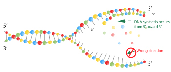 Figure 7: Unidirectional DNA synthesis poses a problem for the replication fork. It was discovered that DNA synthesis can proceed in only one direction, but scientists had already observed that DNA synthesis does indeed occur on both strands of a replication fork. These two observations appeared to contradict each other.