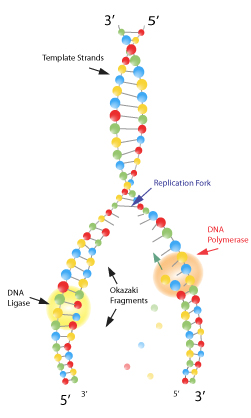 Figure 11: DNA ligases seals Okazaki fragments together. Because each Okazaki fragment is made separately, they need to be "sealed together" or else the lagging strand of DNA would have breaks in it. The enzyme DNA ligase seals these fragments together so that, when replication is complete, the lagging strand is just as smooth and unbroken as the leading strand.