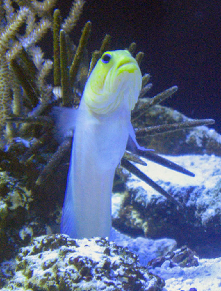 Figure 2: A yellow-headed jawfish (Opistognathus aurifrons) in a coral reef.