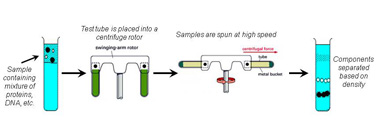 Figure 2: The principle of density gradient centrifugation.  When a liquid solution containing many large protein and DNA components is placed into a test tube or centrifuge cell and spun at high speed over many hours, the individual molecules separate based on their density.  The most dense molecules fall to the bottom, the least dense remain at the top.