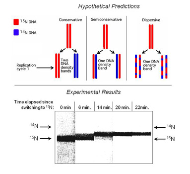 Figure 4: Density gradient centrifugation of E. coli DNA after one cell division.  Top panel: the three experimental predictions of three competing models of DNA replication.  Bottom panel: The actual data.  E. coli grown in 15N DNA were switched to 14N and then harvested at five different time points.  The DNA was centrifuged resulting in the banding pattern shown here.