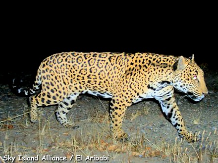 Figure 2: A passing jaguar (Panthera onca) triggers a camera "trap" used to study wildlife in Northern Mexico. These large, elusive cats have a characteristic pattern of black spots and rings known as rosettes.