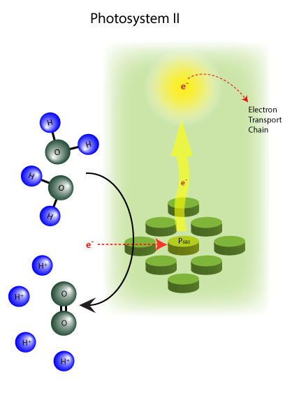 Figure 5: Photosystem II initiates the electron transport chain and primes the proton pump for ATP synthesis.
