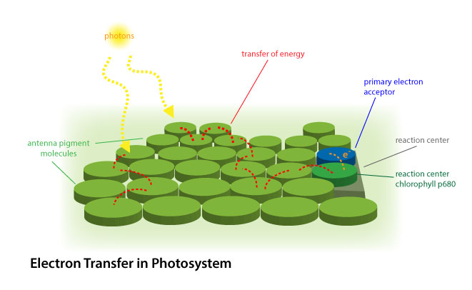 Figure 4: Electron excitement and energy transfer inside a light-harvesting complex.