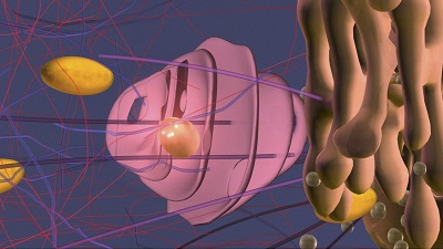 Figure 9: Depiction of vesicles containing newly synthesized protein leaving the Golgi apparatus.
