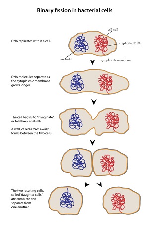 Figure 5: Binary fission of bacterial cells