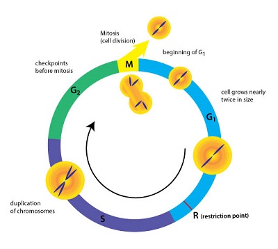Figure 7: The restriction point, “R,” late in G1 phase