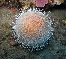 Figure 8: Eggs from sea urchins like this are often used in research because they are almost completely transparent.