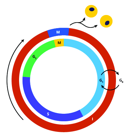 Figura 6: Longitudes relativas de fases del ciclo celular
