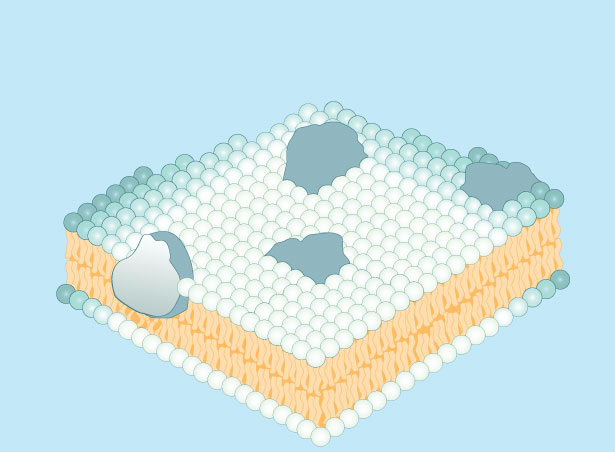Figure 3: Cell membrane proteins float in a sea of phospholipids.