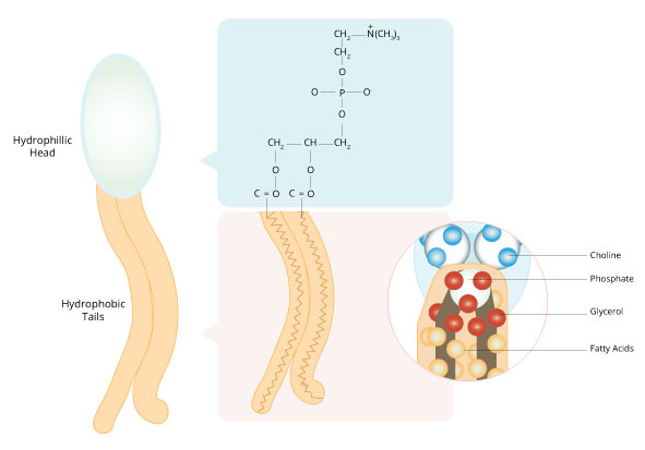Figure 4: The unique structure of the phospholipids that make up the cell membrane causes it to be amphipathic.