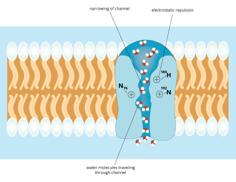 Figure 8: Aquaporins allow molecules like urea, ammonia, and alcohol to pass through at a much slower rate than water molecules.