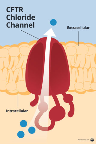 Figure 4: A CFTR channel.