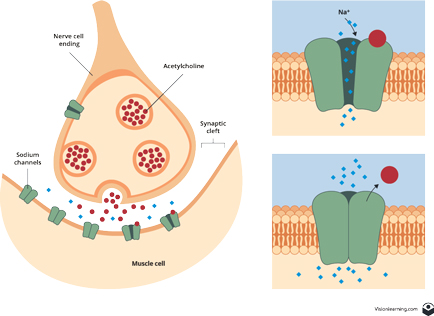 Figure 7: A neuron releases acetylcholine onto a muscle, causing the gate on the sodium channel to swing open (inset) and sodium ions rush into the cell because of the sodium gradient. 