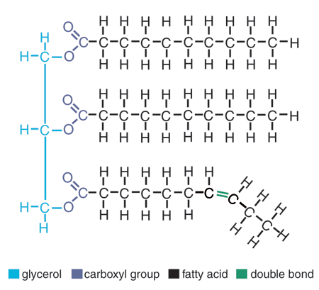 Figura 3: Una molécula de grasa mostrando sus componentes: el glicerol, los grupos carboxilo y los ácidos grasos. De Harrigan, G.G., Maguire, G. y Boros, L. 2008. Metabolómica en la investigación del alcohol y el desarrollo de fármacos. Alcohol research Health, 31(1): 27-35.