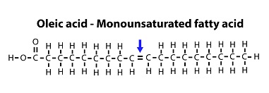 Figura 6: Un ácido graso monoinsaturado.
