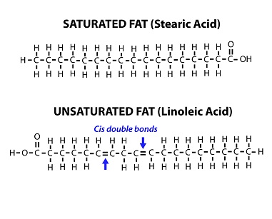 Figura 7: Una comparación de un ácido graso saturado (ácido esteárico, que se encuentra en la mantequilla) y un ácido graso insaturado (ácido linoleico, que se encuentra en el aceite vegetal).