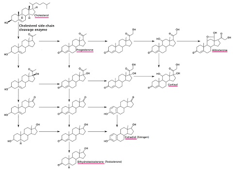 Figura 15: Un gráfico de las hormonas esteroides y sus relaciones biosintéticas.