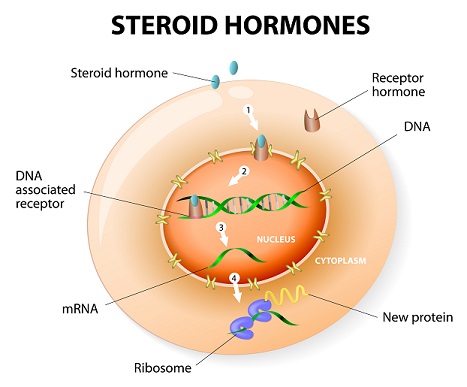 Figura 16: mecanismo de acción de un receptor de hormonas esteroides.