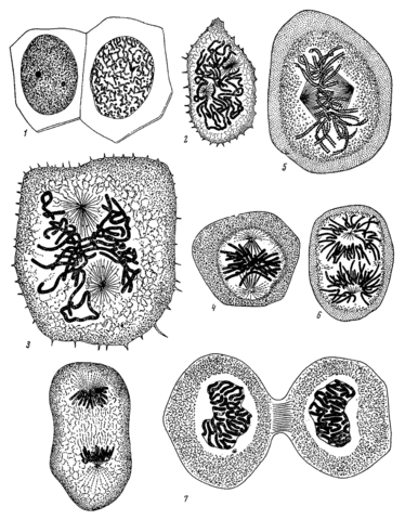 Figure 2: Flemming's diagram of eukaryotic cell division (1888).