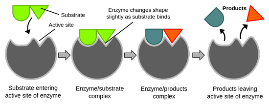 Figure 5: This diagram shows how enzymes enable biochemical reactions to move forward by catalyzing a single reaction.