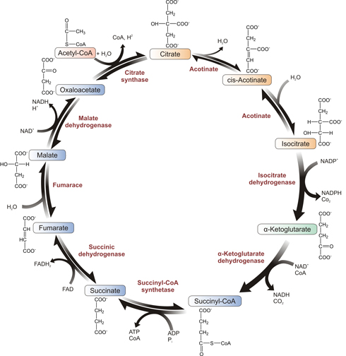 Figure 6: The detailed Krebs cycle.