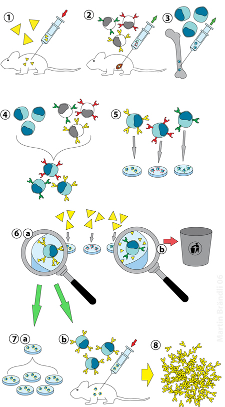Figure 7: An illustration of the steps in creating the human B cell/mouse myeloma hybridoma. 
(1) Mouse immunized; (2) B-cells isolated from the spleen; (3) Myeloma cells cultivated;  (4) Myeloma and B-cells fused; (5) Cell lines separated; (6) Cell lines screened into those that bind with specific antigens (a) and those that do not (b);  (7) Multiplication of cells in vitro (a) or in vivo (b); (8) Antibodies harvested