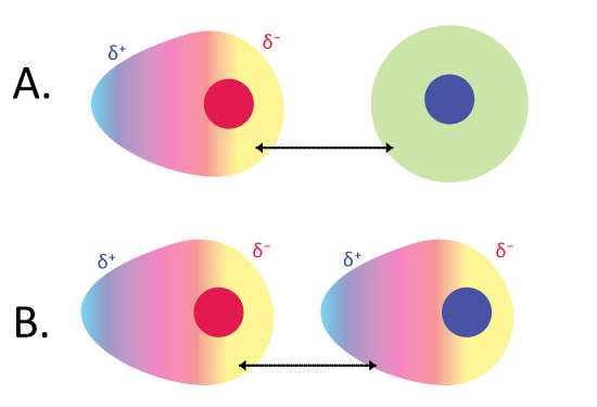 Figure 5: When a polar molecule interacts with the electrons in a nonpolar molecule (panel A), the nonpolar molecule is induced to become a dipole and interacts favorably with the polar molecule (panel B).