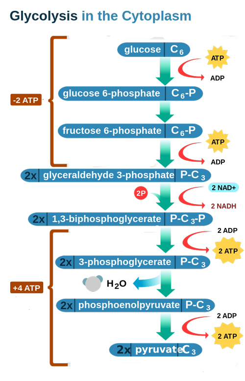 Figure 1: A diagram of the glycolysis process that occurs in the cytoplasm of a cell.