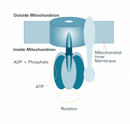 Figure 6: The world's smallest motor, the enzyme ATP synthase, generates energy for the cell.